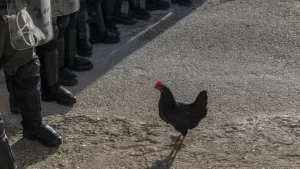 Hen